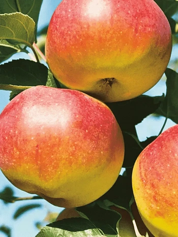 Яблоня Яблочный спас