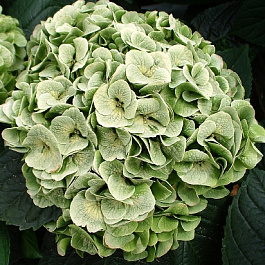 Гортензия крупнолистовая Напо