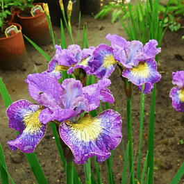 Ирис сибирский How Audacious