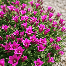 Горечавка бесстебельная Little Pinkie