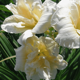 Лилейник Ikebana Star