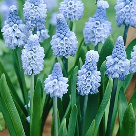 Мускари Azureum