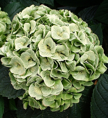 Гортензия крупнолистовая Напо