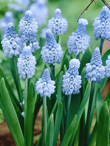 Мускари Azureum