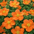 Лапчатка кустарниковая Orange Star
