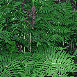 Чистоуст величавый Japonicum