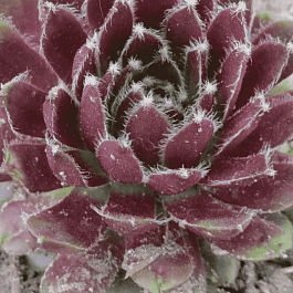 Молодило гибридное Silberkarneol