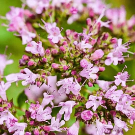 Душица обыкновенная Vitara Cascata