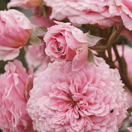 Роза кустовая William Christie 