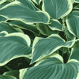 Хоста гибридная Yellow river