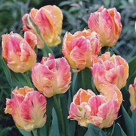 Тюльпан попугайный Либретто Пэррот