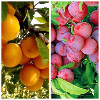 Дерево-сад (2-3х летка) слива 2 сорта Подарок Санкт-Петербург-Красный шар