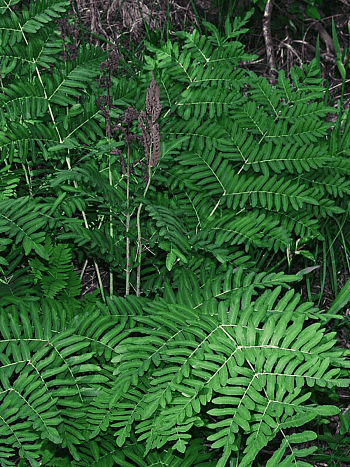 Чистоуст величавый Japonicum