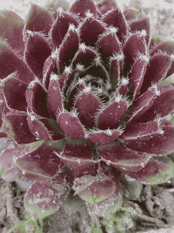 Молодило гибридное Silberkarneol