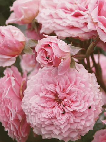 Роза кустовая William Christie 