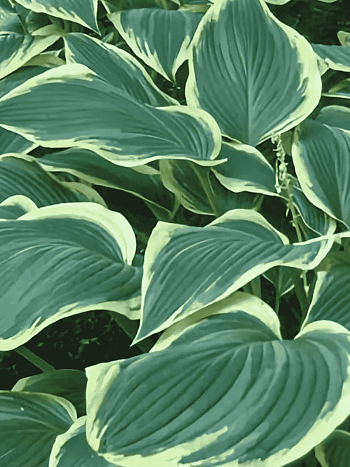 Хоста гибридная Yellow river