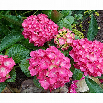 Гортензия крупнолистовая Со Лонг Рози