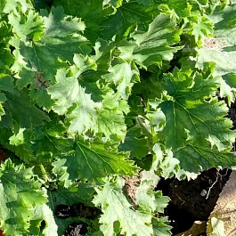 Гейхера Malachite