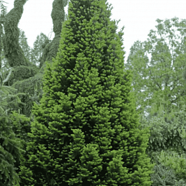 Пихта белая Pyramidalis