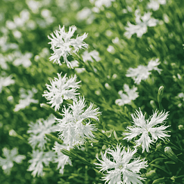 Гвоздика песчаная