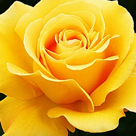 Роза чайно-гибридная Папилон Роза чайно-гибридная Папилон