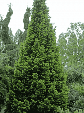 Пихта белая Pyramidalis