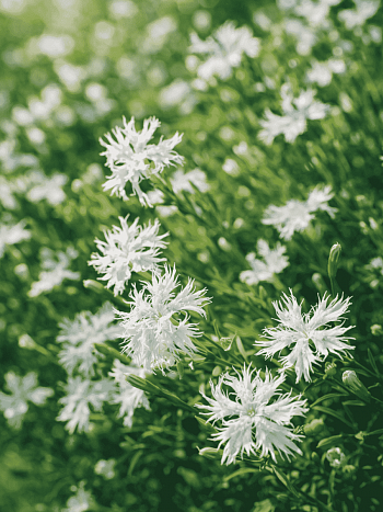 Гвоздика песчаная