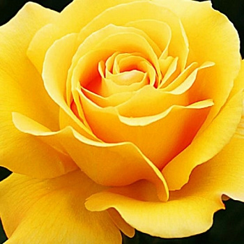 Роза чайно-гибридная Папилон