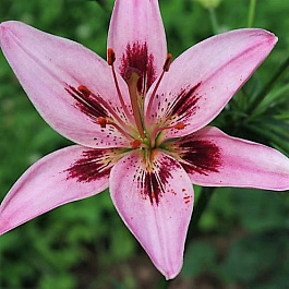 Лилия азиатская Леди Элайн