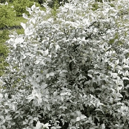 Лох серебристый