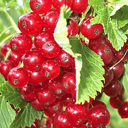 Смородина красная Красная Кузьмина