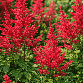 Астильба Арендса Radius