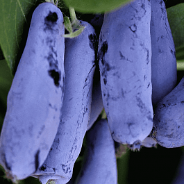 Жимолость плодовая Гордость бакчара