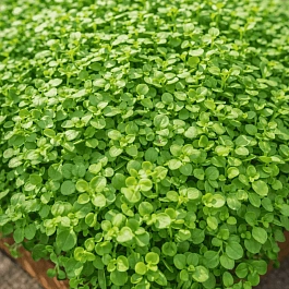 Мята корсиканская