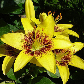 Лилия азиатская Танго Тасмания