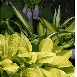 Хоста Maui Buttercups