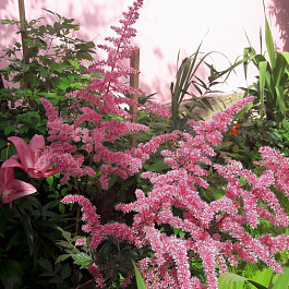 Астильба китайская Сенсейшн Сэлмон Бьюти НАБОР 2ШТ (1+1)