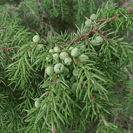 Можжевельник обыкновенный Jako