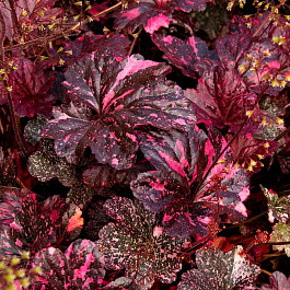 Гейхера гибридная Миднайт Роуз Селект