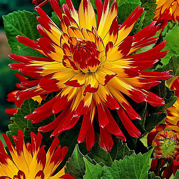 Георгина Полукактусовая Вурвогел