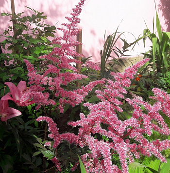 Астильба китайская Сенсейшн Сэлмон Бьюти НАБОР 2ШТ (1+1)