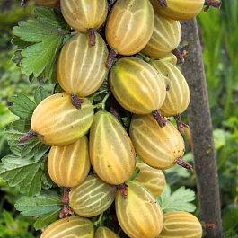 Крыжовник Куршу дзинтарс