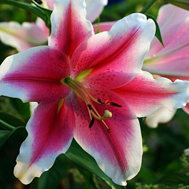 Лилия ЛОО-гибрид Пинк Бриллиант НАБОР 2ШТ (2+2)