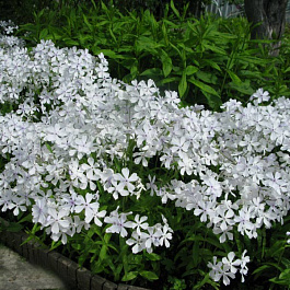 Флокс растопыренный Уайт Перфюм НАБОР 2ШТ (1+1)