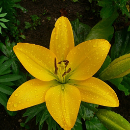 Лилия азиатская Жиронда НАБОР 2ШТ (2+2) Лилия азиатская Жиронда НАБОР 2ШТ (2+2)