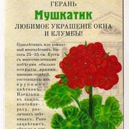 Герань (Аистов клюв) Мушкатик