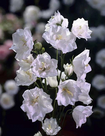 Колокольчик персиколистный Ла Бон Ами