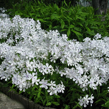 Флокс растопыренный Уайт Перфюм НАБОР 2ШТ (1+1)