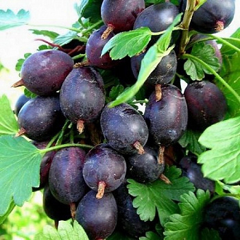 Крыжовник Командор