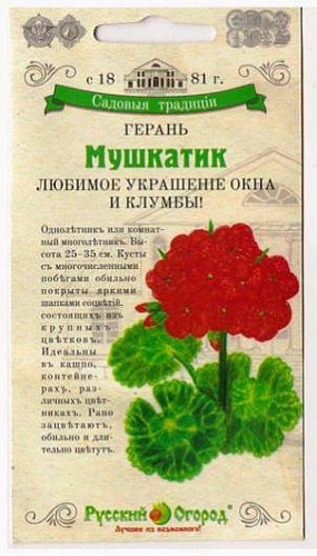 Герань (Аистов клюв) Мушкатик